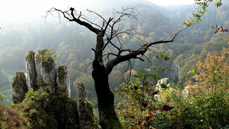 Wycieczka Szkolna na Jurę, Zielona Szkoła Jura, Jura Krakowska z Łodzi wyjazd dla szkół 2 dni
