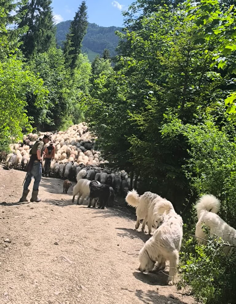 Zielona szkoła Pieniny 4 dni, wycieczka szkolna w Pieniny z Łodzi